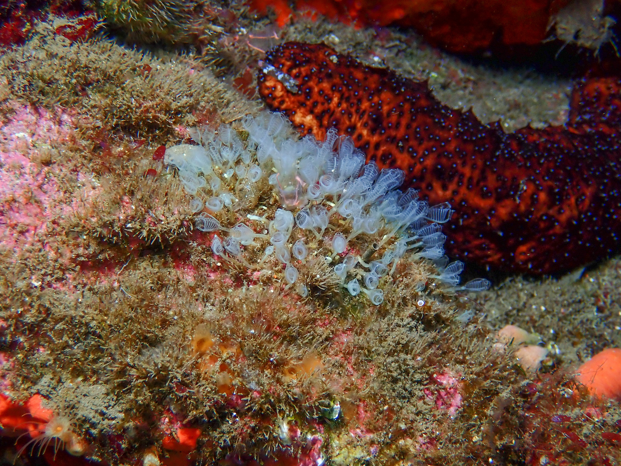 Pycnoclavella communis Pycnoclavella communis